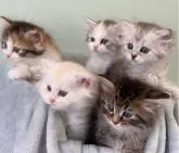 サイベリアン【千葉県・男の子・2022年5月30日・ブラウンタビー】の写真5「★7月20日撮影画像★仲良し５兄妹🐾」