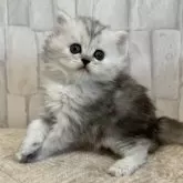 サイベリアン【千葉県・女の子・2025年1月1日・シルバーパッチドタビー&ホワイト】の写真10