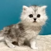 サイベリアン【千葉県・女の子・2025年1月1日・シルバーパッチドタビー&ホワイト】の写真6