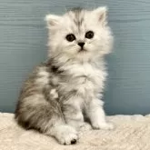 サイベリアン【千葉県・女の子・2025年1月1日・シルバーパッチドタビー&ホワイト】の写真8