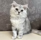 サイベリアン【千葉県・女の子・2025年1月1日・シルバーパッチドタビー&ホワイト】の写真2