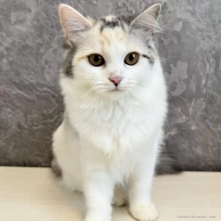 ID：2505-01460の子猫