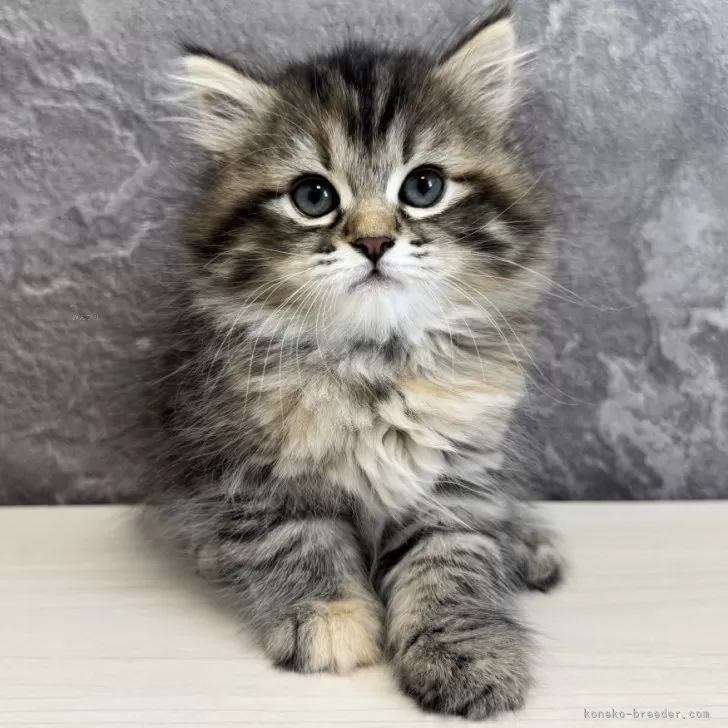 ID:2502-00522の子猫