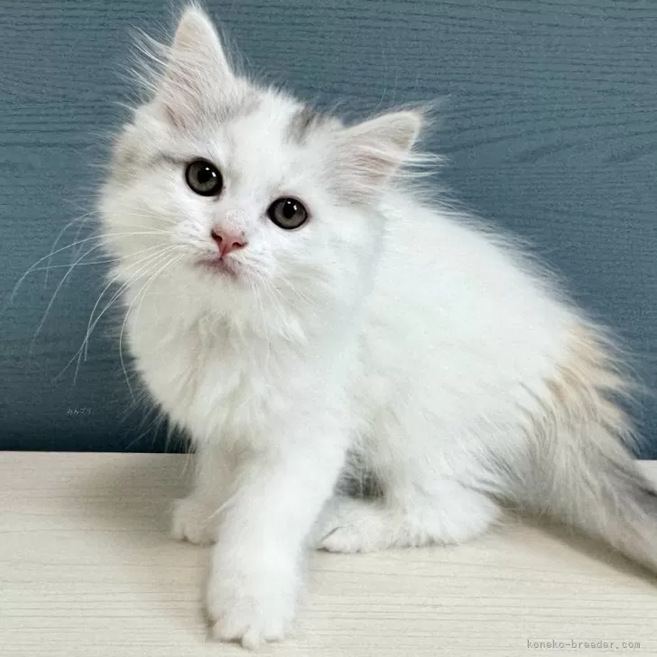 ID:2502-00523の子猫