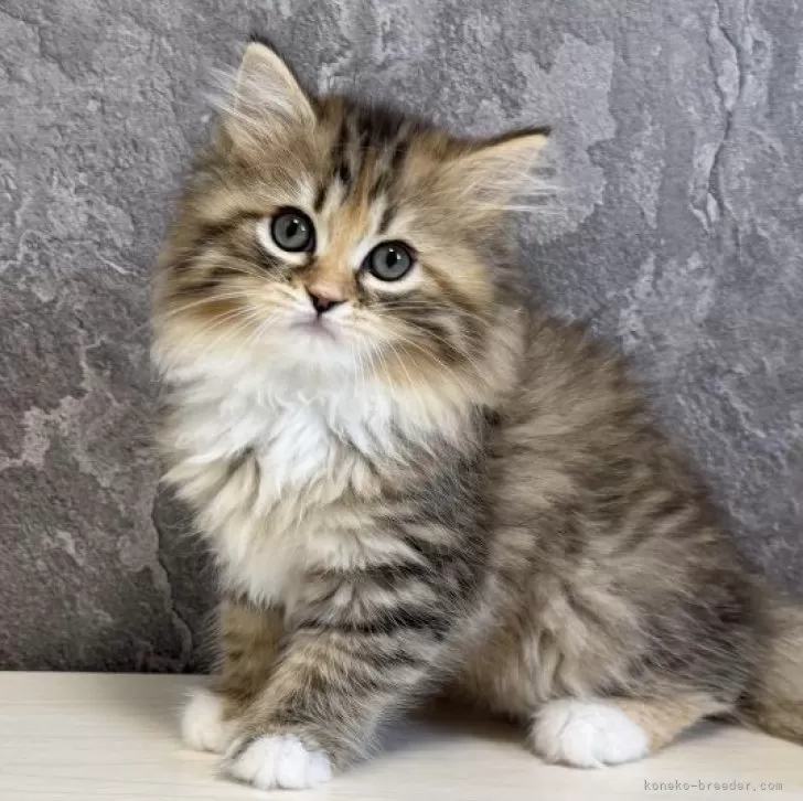 ID:2504-00129の子猫