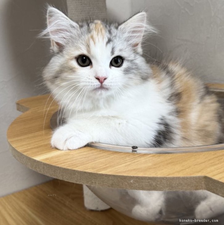 ルナ 様のお迎えした子猫