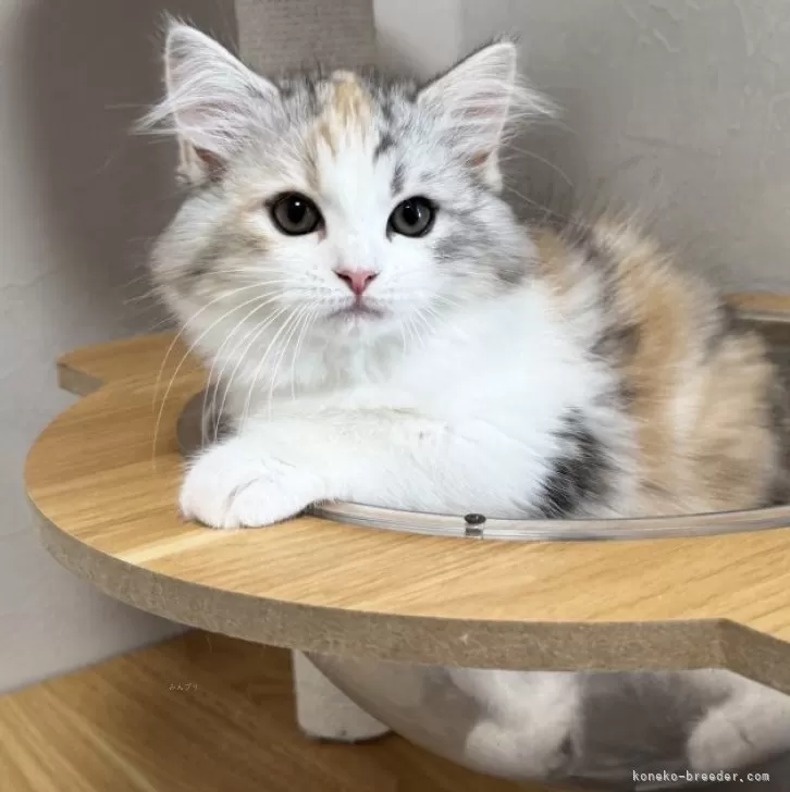 ID:2504-00128の子猫