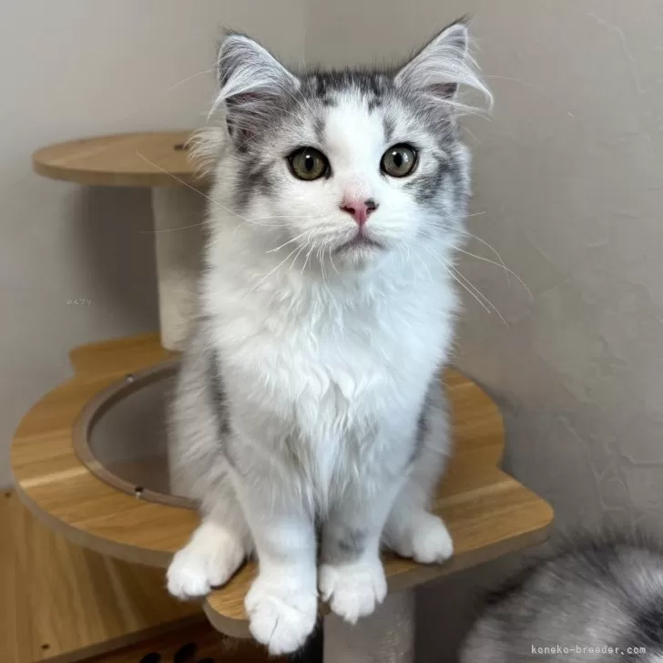 ID：2502-01906の子猫