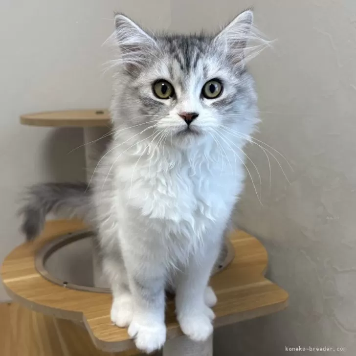 モネ 様のお迎えした子猫