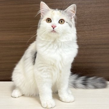 サイベリアン【千葉県・女の子・2025年3月9日・シルバーパッチドタビー&ホワイト】の写真「見学と同日お迎え可能です！」