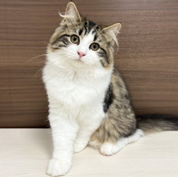 サイベリアン【千葉県・男の子・2025年3月9日・ブラウンタビー&ホワイト】の写真「見学と同日お迎え可能です！」