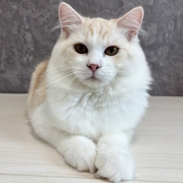 サイベリアン【千葉県・男の子・2025年1月7日・クリームタビー&ホワイト】の写真「見学と同日お迎え可能です！」