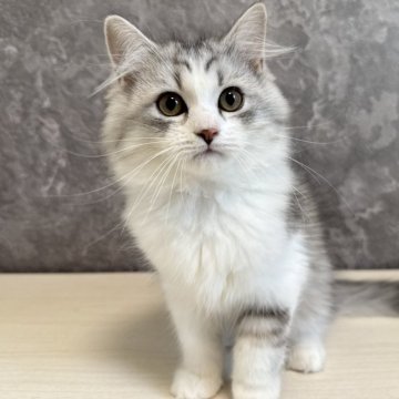 サイベリアン【千葉県・男の子・2025年5月24日・シルバータビー&ホワイト】の写真「新規掲載⭐︎見学と同日お迎え可能⭐︎」