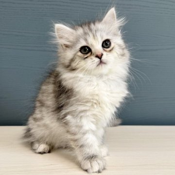 サイベリアン【千葉県・女の子・2025年1月1日・シルバーパッチドタビー&ホワイト】の写真「可愛いさ満点の愛らしい女の子⭐︎」