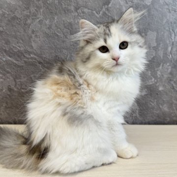 サイベリアン【千葉県・女の子・2025年5月24日・シルバーパッチドタビー&ホワイト】の写真「新規掲載⭐︎見学と同日お迎え可能⭐︎」