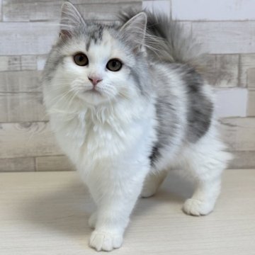 サイベリアン【千葉県・女の子・2025年5月24日・シルバーパッチドタビー&ホワイト】の写真「見学と同日お迎え可能です⭐︎」
