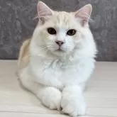 サイベリアン