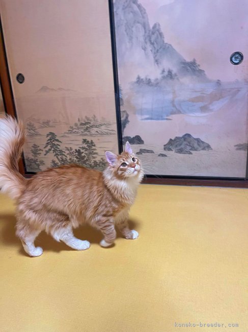 裁雄輝ブリーダー