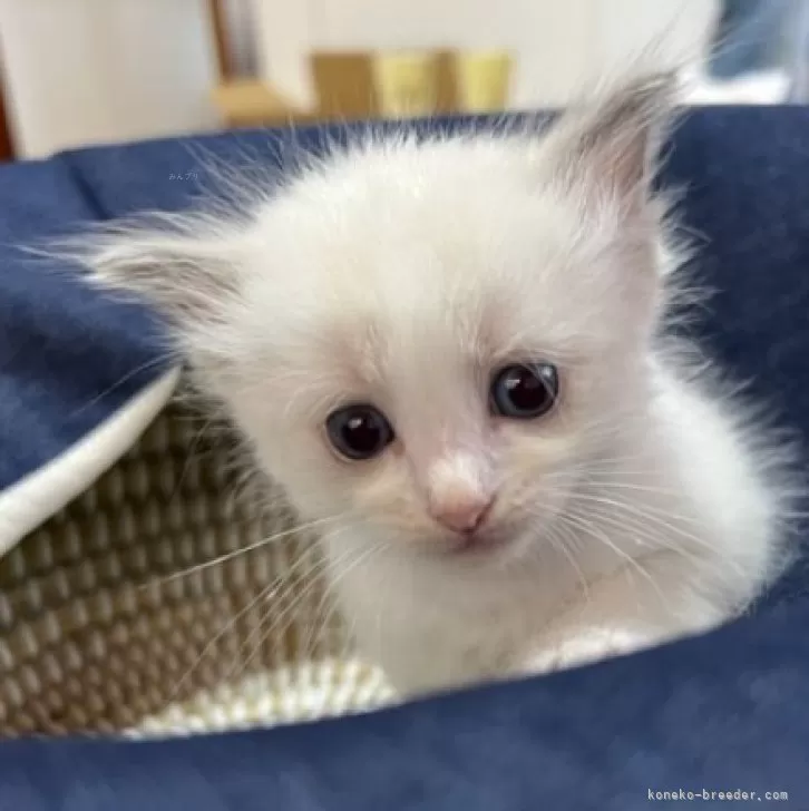 ID：2408-01570の子猫