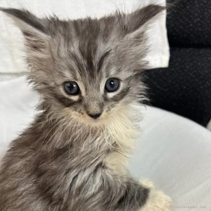 ID:2409-01714の子猫