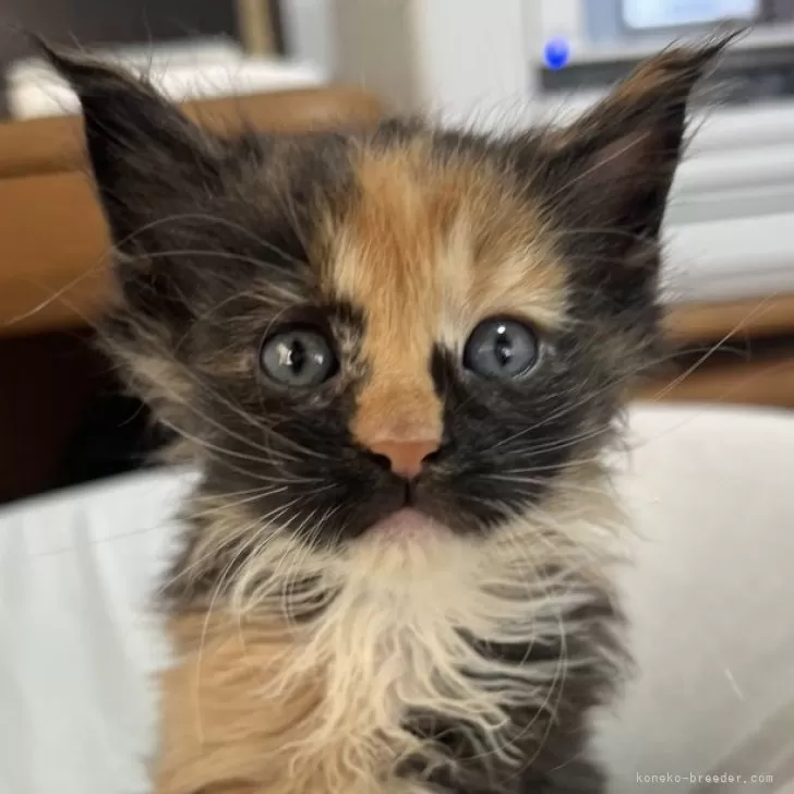 ID：2409-01729の子猫