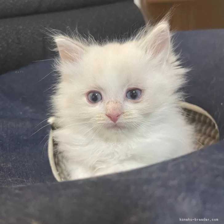 ID:2412-00159の子猫