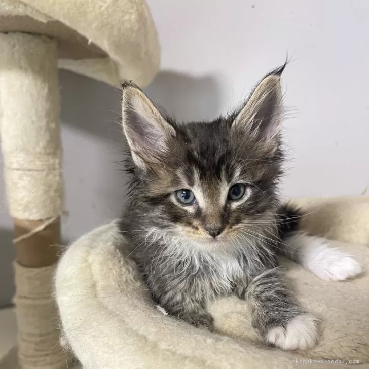 ID：2404-00271の子猫