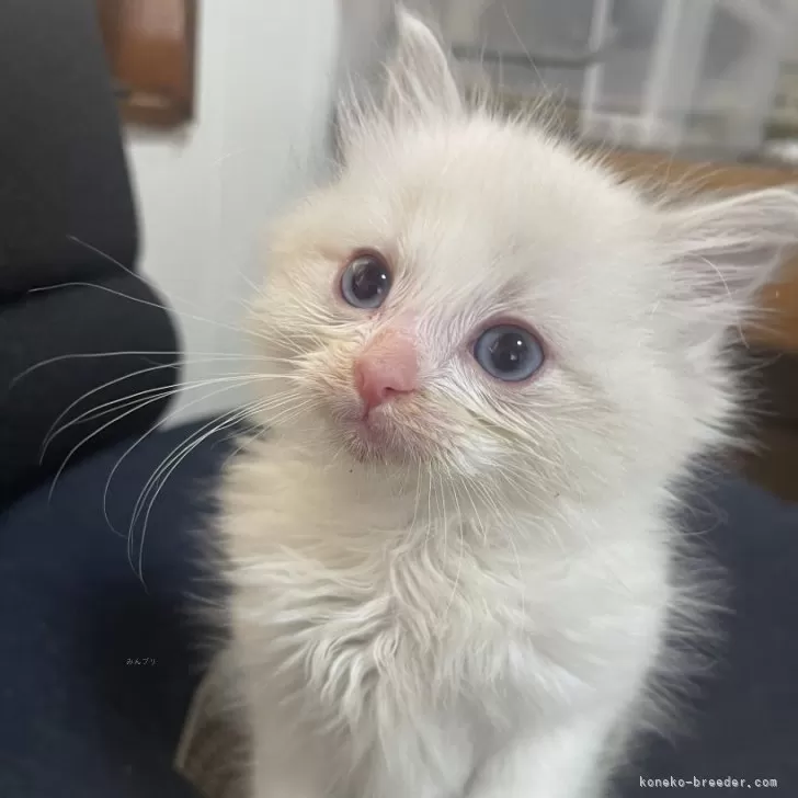 Y.W 様のお迎えした子猫