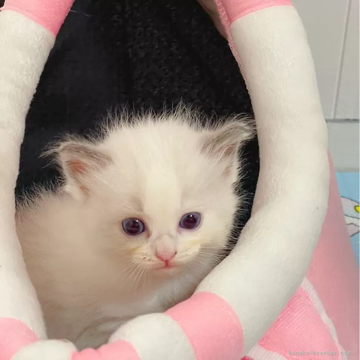 ID：2406-02789の子猫