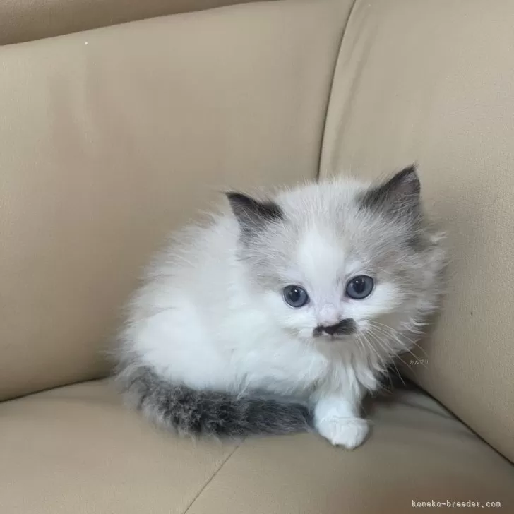 ID:2407-00344の子猫