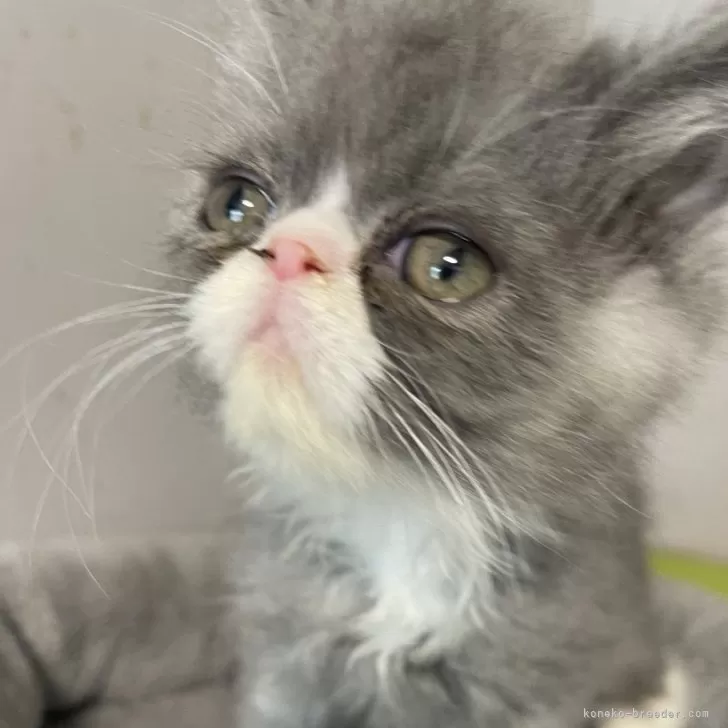 K.K 様のお迎えした子猫