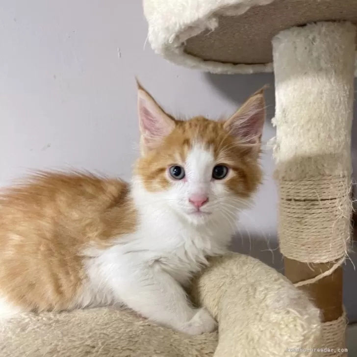 ID：2404-00263の子猫