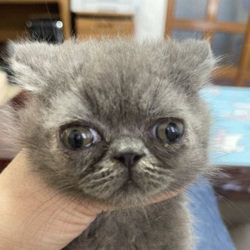 エキゾチックショートヘア【岐阜県・男の子・2024年9月21日・ブルー】の写真「かわいい猫ちゃん」