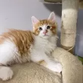 メインクーン【岐阜県・男の子・2024年2月21日・レッド&ホワイト】の写真1