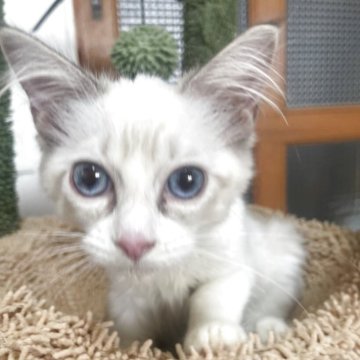 ラグドール【岐阜県・男の子・2025年7月6日・ブルー】の写真「かわいい男の子」