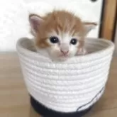 メインクーン