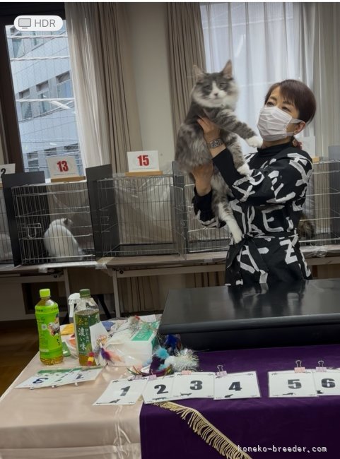 八木　純子(やぎ　じゅんこ)ブリーダー(千葉県・ノルウェージャンフォレストキャット・DCC登録)の紹介写真2