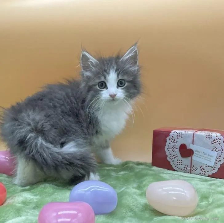 りん 様のお迎えした子猫