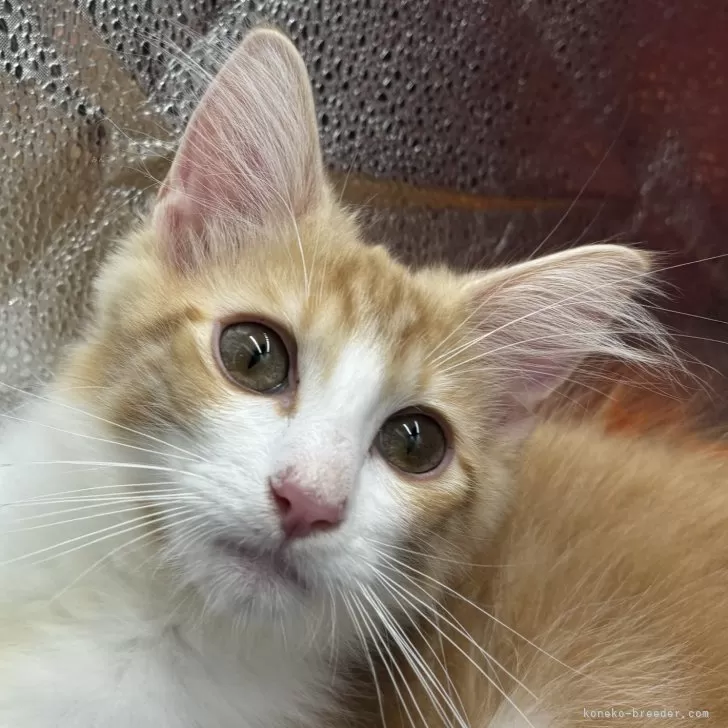 ぴぴ 様のお迎えした子猫