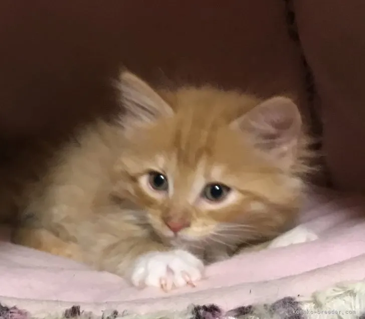 ID：2111-02103の子猫