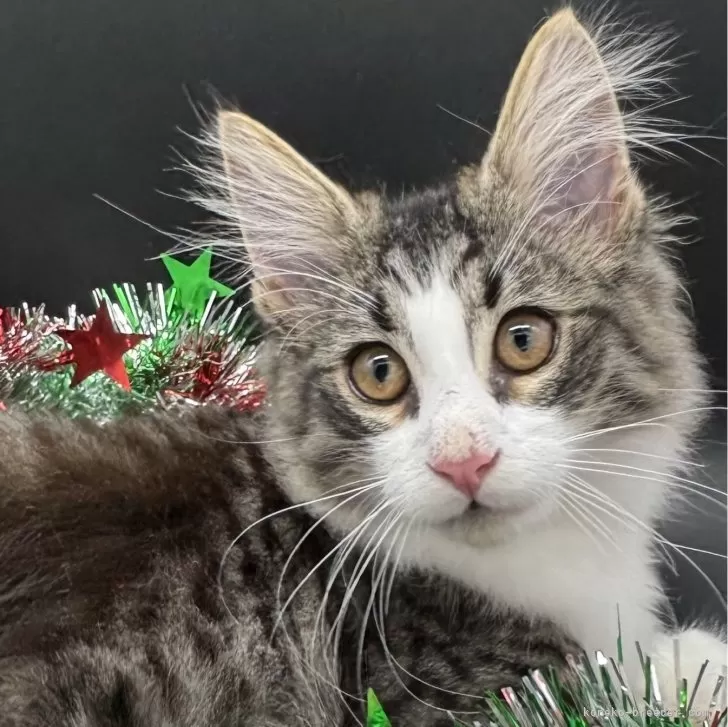 ノルウェージャンフォレストキャット【千葉県・男の子・2025年6月24日・ブラック(ブラウン)マッカレルタビー&amp;ホワイト】の写真1「もうすぐ4ヶ月、ちびっ子やお兄さん達と楽しそうに遊んでいます。」