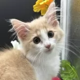 ノルウェージャンフォレストキャット