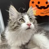 ノルウェージャンフォレストキャット