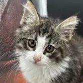 ノルウェージャンフォレストキャット
