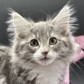 ノルウェージャンフォレストキャット【千葉県・女の子・2024年10月3日・ブルークラシックタビーアンドホワイト】の写真1「美人さん、大きくなりました。」