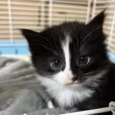 ノルウェージャンフォレストキャット