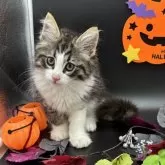 ノルウェージャンフォレストキャット【千葉県・男の子・2025年6月24日・ブラック(ブラウン)マッカレルタビー&ホワイト】の写真6