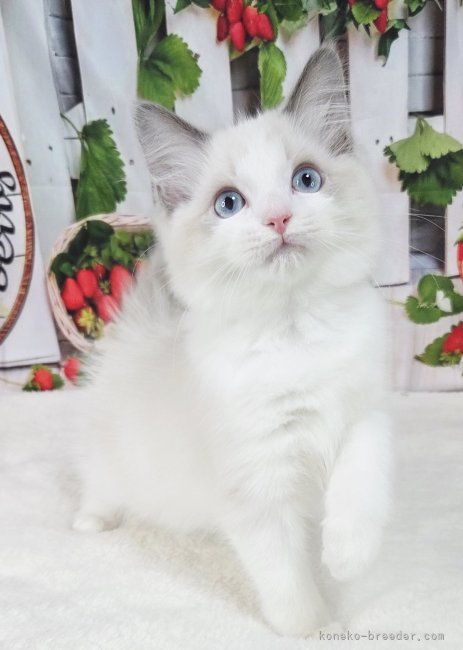 坂本薫ブリーダーのブログ：素敵なご縁を頂きました✨