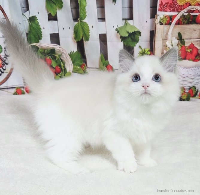 坂本薫ブリーダーのブログ：素敵なご縁を頂きました✨