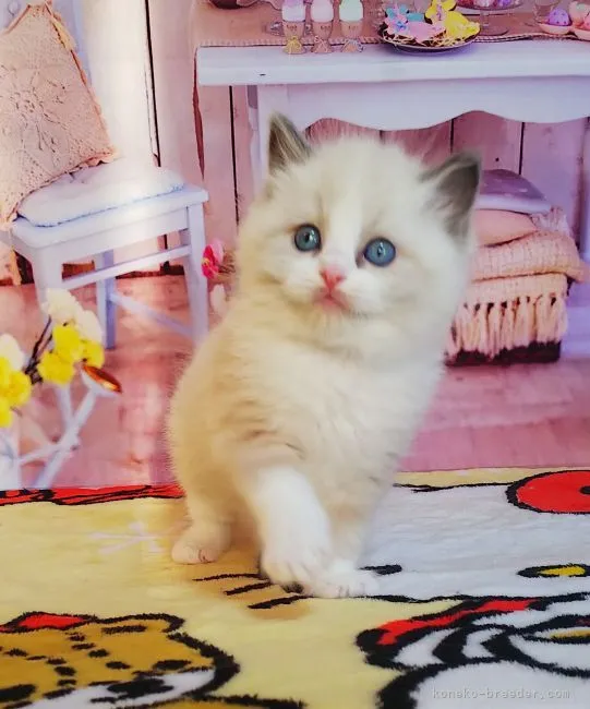 H.O 様のお迎えした子猫